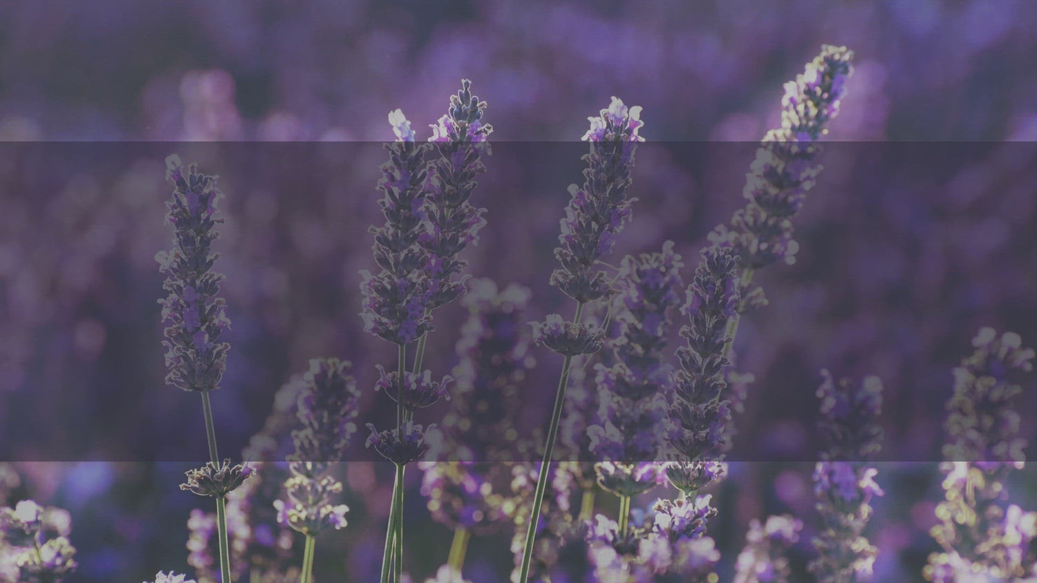 oil fragrance, lavender scent for granulated candles, home candles, anti-stress, 20 ml, essential oil, perfume, odor