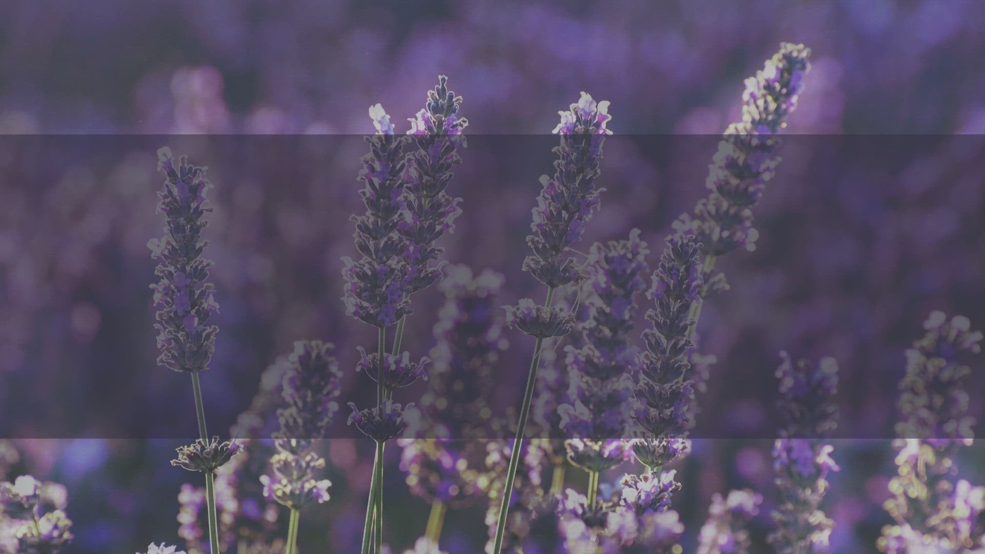 oil fragrance, lavender scent for granulated candles, home candles, anti-stress, 20 ml, essential oil, perfume, odor